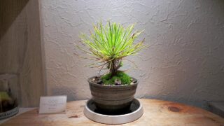 Thumbnail of post image 139